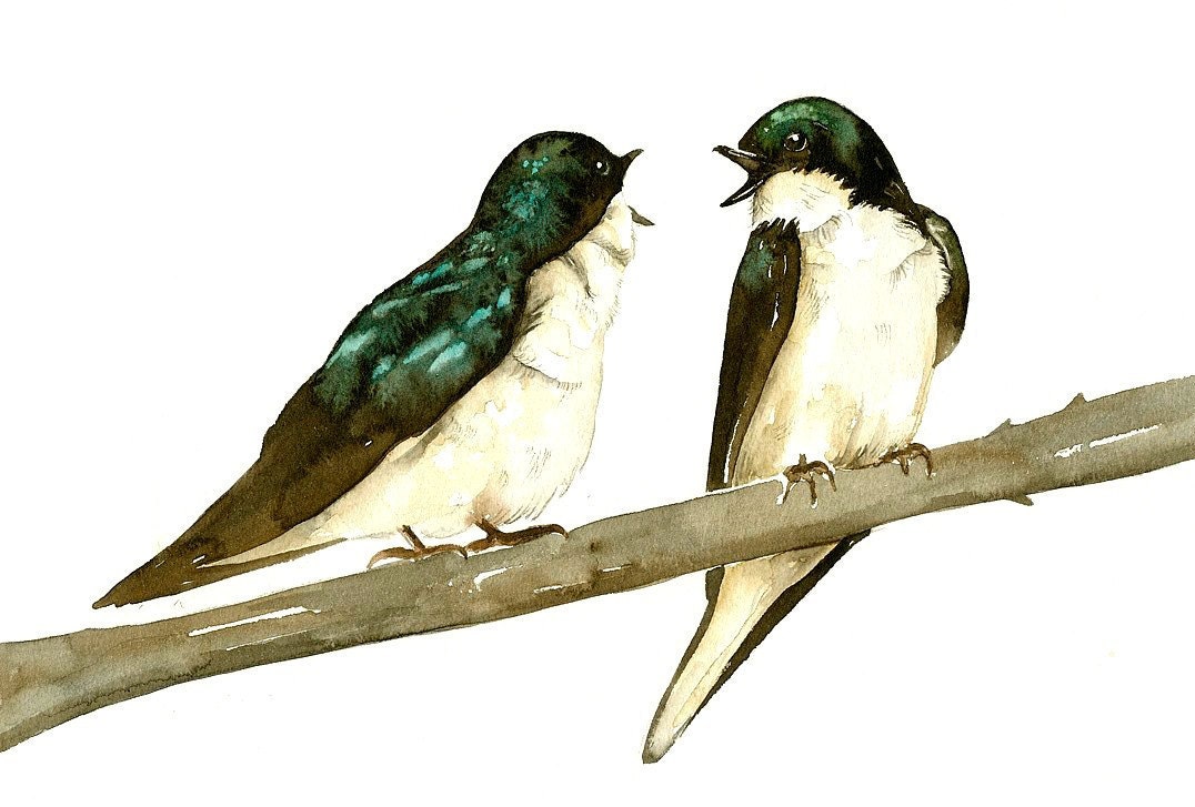 10 x 8 Bird Art Print, Limited Edition - SWALLOWS Watercolor Painting by Lorisworld