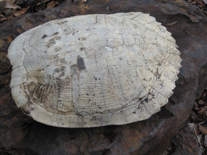 SNAPPING TURTLE SHELL
