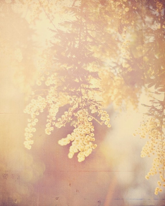 nature photography, babys nursery art, Sunshine, acacia tree photograph, yellow warm hazy golden sunlight, spring sunny dreamy, cheery