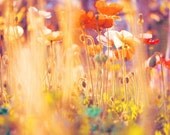kids room decor, nature photography, rainbow nursery, poppy photograph large wall art Alice in Wonderland, cherry red golden yellow garden