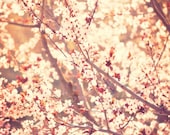 nature photography, spring decor, cherry blossom tree photograph, baby nursery art, pink peach apricot, sunshine, cottage chic art print