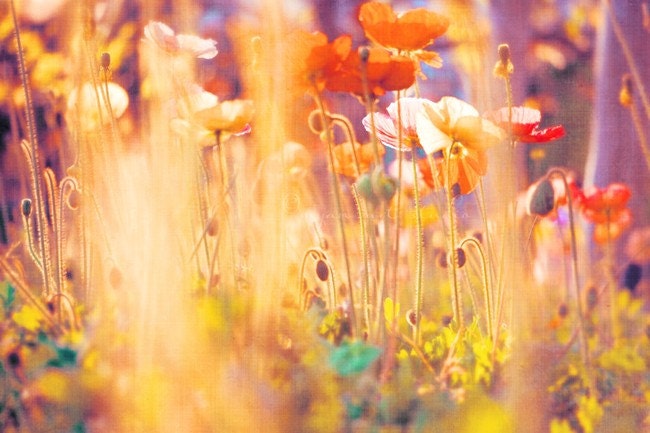 kids room decor, nature photography, rainbow nursery, poppy photograph large wall art Alice in Wonderland, cherry red golden yellow garden