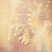 nature photography, babys nursery art, Sunshine, acacia tree photograph, yellow warm hazy golden sunlight, spring sunny dreamy, cheery