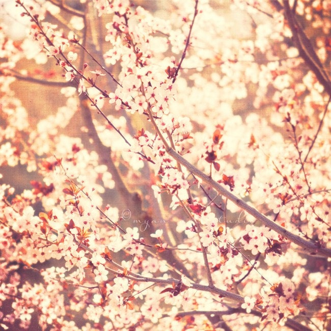 nature photography, spring decor, cherry blossom tree photograph, baby nursery art, pink peach apricot, sunshine, cottage chic art print