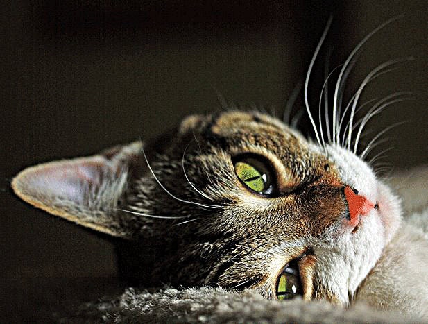 Oh Her Emerald Eyes- 8 x 10 Beautiful Photograph of Cats Green Eyes- Printed on Kodak Metallic Paper