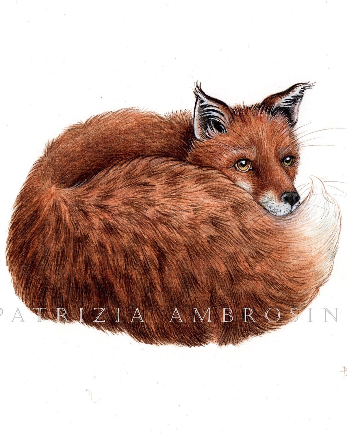 Original Watercolour Red Fox 7.. . NOT A PRINT ..Original Painting