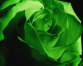 GREEN ROSE - Artisan Natural Perfume oil - dawntoduskessentials