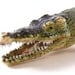Alligator Crocodile Plastic Figure Toy Large Lifelike from Converged Commodities vestiesteam thebestvintage
