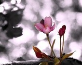 5x7 Print - Signs of Spring