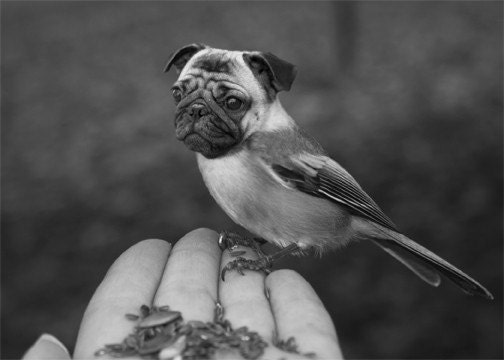 Funny Animal Photography - Half Bird Half Dog Print - Pug Dog - Chickadee - Bird Body - Pug Face - Weird Animal - Black and White