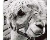 Animal Photograph - Llama Alpaca Print - 8x10 Black and White - Barnyard Fine Art Photograph - Cute Animal