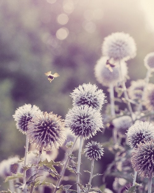 8x10 Print - Flight of the Bumblebee