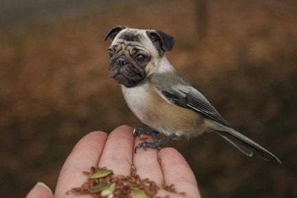 Funny Animal Photography - Half Bird Half Dog Print - Pug Dog - Chickadee - Bird Body - Pug Face - Collage Art - 4x6 Print