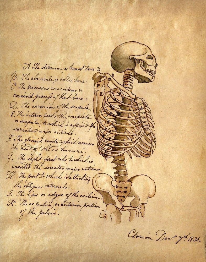 11x14 Vintage Anatomy. Skeleton with Science text. Human Body. Bones - 038