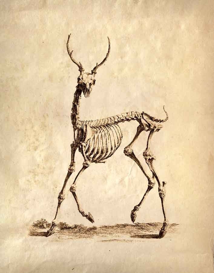 12x16 Vintage Science Animal Study. Deer Skeleton - 030