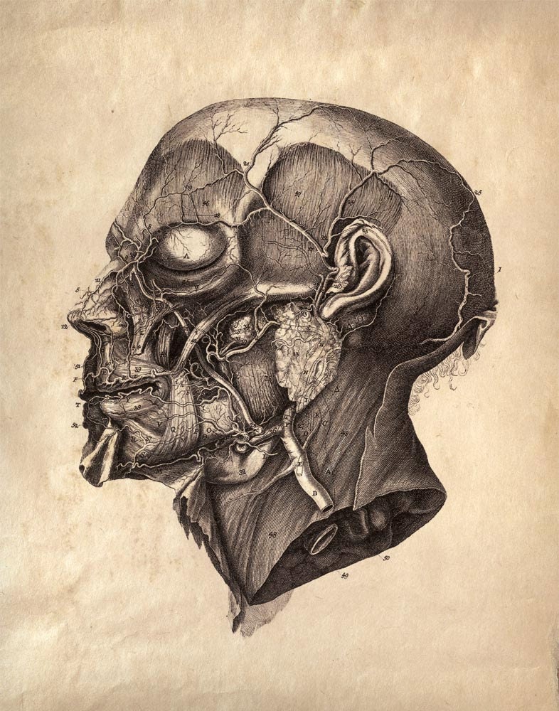 11x14 Vintage Anatomy. Human Body. Facial Muscles. Science and Medicine - 001
