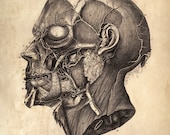18x24 Vintage Anatomy. Human Body. Facial Muscles. Science and Medicine - 001