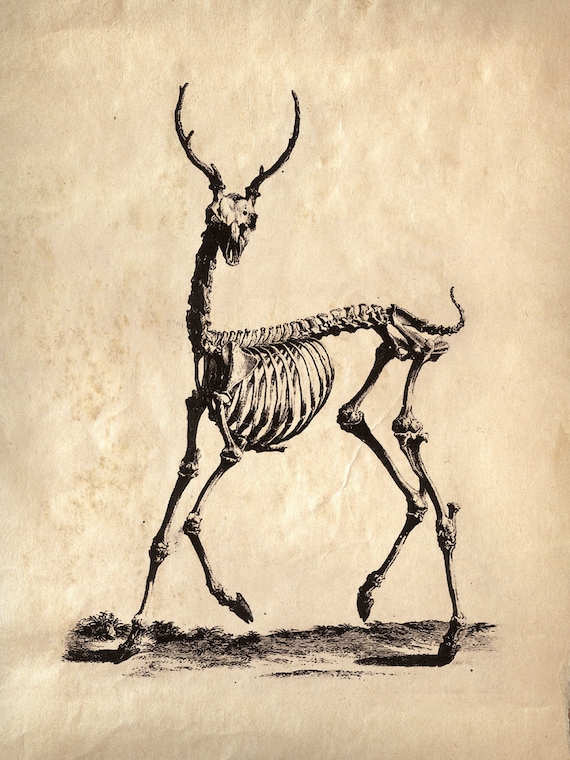 18x24 Vintage Science Animal Study. Deer Skeleton - 030