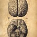 18x24 Vintage Anatomy. Brains poster. Human Body. Zombies. Horror. Science -002