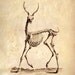 18x24 Vintage Science Animal Study. Deer Skeleton - 030