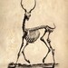 18x24 Vintage Science Animal Study. Deer Skeleton - 030