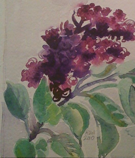 Purple Lilac, original watercolour painting.6inx 4.5in.  15cm x 11cm