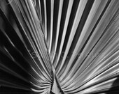 Abstract B&W Fine Art photography 8x10 Matted print  home office decor nature southern garden IN STOCK Free US Shipping