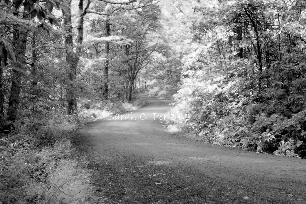Beautiful B&W Woodland Travel Photography Fine Art Wall print 11x14 silver trees winding road journey discover forest woods trail