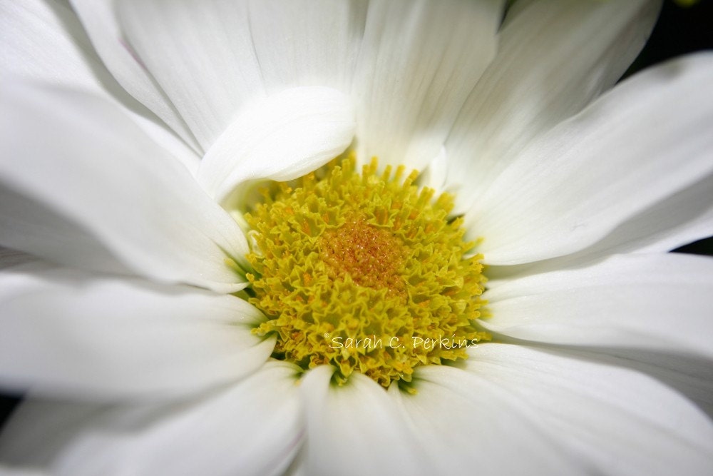 Soft and Light Floral Art print 8x10 Matted Spring Summer Garden photo nursery decor Free US Shipping