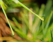 Pure Inspiring Nature Fine Art photography wall print 11x14 Spring rain zen balance chartreuse green gentle beauty simple