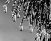 B&W Winter Monochromatic Fine Art Photography 8x10 frozen drops on Pine tree needles Kentucky