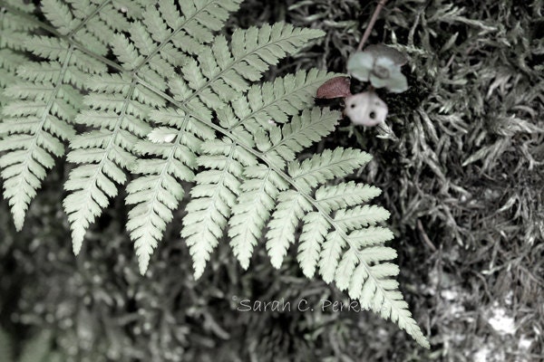 Fern Photography Woodland Nature Photography Fine Art print  5x7 pale green lush wooded northern forest Adirondack park spring leaves