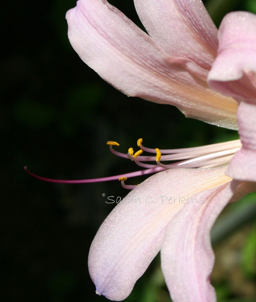 Pure Nature Floral Photography Profile of a Lily Fine Art Vertical print 8x10 garden home decor Spring bloom Free US Shipping