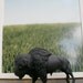 The Original Chalkboard Bison - Jackson