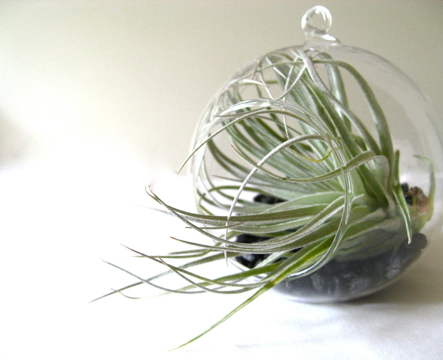 Bubble hanging glass terrarium kit