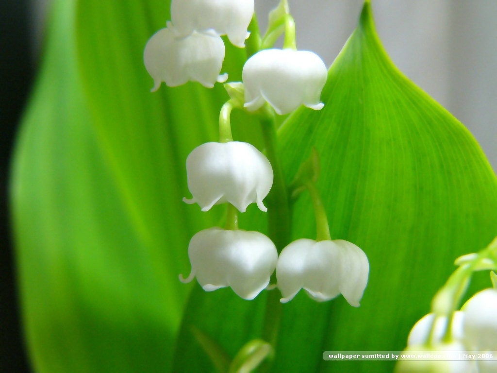 Lily of the Valley Scent Refill for Wool Dryer Balls