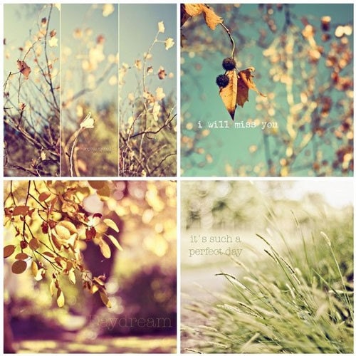 Autumn Life (Set of four 5x5) Fine Art Photographs