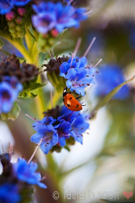 Lady Bug - 5x7 - Fine Art Photograph print - red black purple - garden