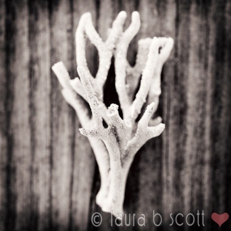 Sea Treasure 5x5 Fine Art Photograph print vintage black white beach ocean coral
