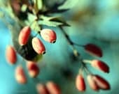 Digital download Kitchen wall decor Summer berries digital photos fruit photograph turquoise red