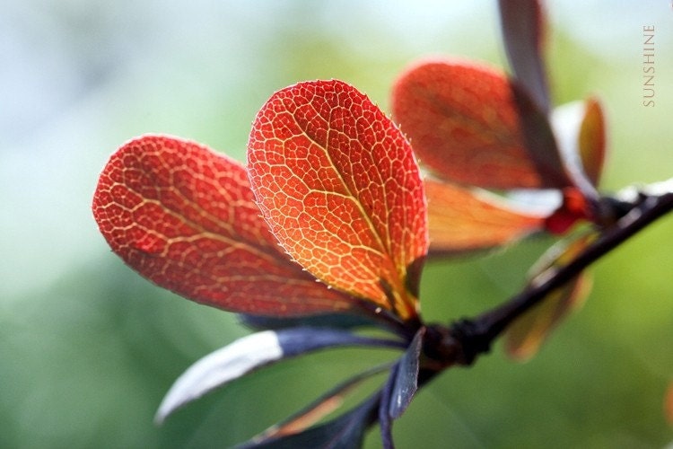 Photography download Red winter leaves