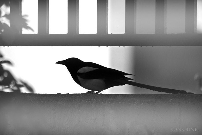 Digital downloadable photo Fine art bird photography Digital file Black white grey home decor foggy misty photograph