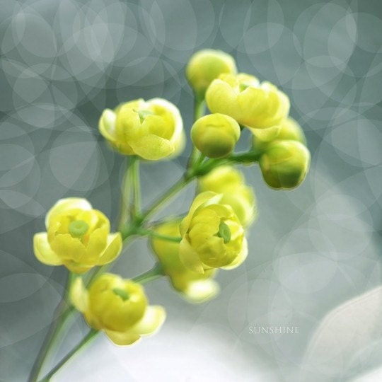 Floral photo - Yellow flower photograph - Nature photo - Dreamy Lights - Fine Art Photography Grey green