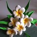 Gum Paste Hawaiian Plumeria White and Yellow