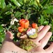 Fairy tea table with pumpkin set for dollhouse 1/12, terrarium - 6 TIMES TREASURY ITEM