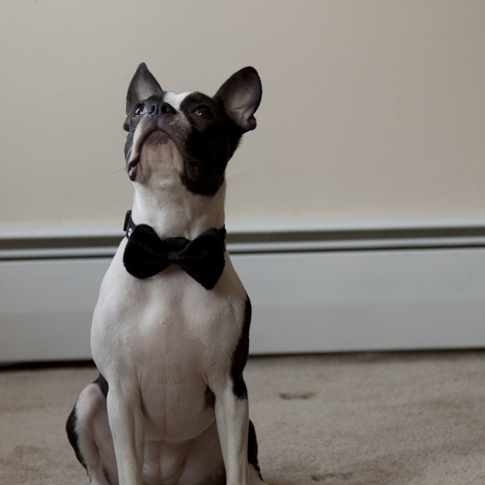 Black Faux Fur Dog Bow Tie - Free Shipping Worldwide
