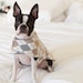LAST ONE Argyle Dog Coat Beige and Gray (Small)