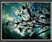 Buds and Branches professional glossy or matte finish art print photograph sky landscape