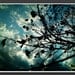 Buds and Branches professional glossy or matte finish art print photograph sky landscape