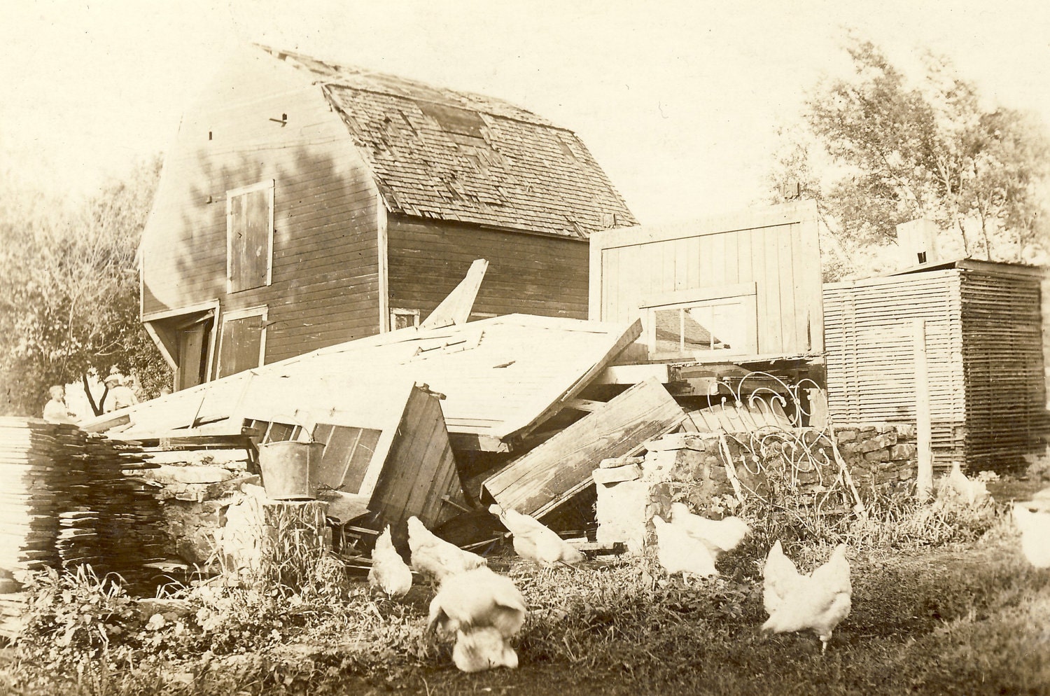 CHICKENS Outside BARN in RURAL Scene Photo Postcard Circa 1910